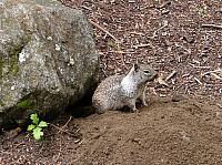 FAUNE 4 (6).JPG